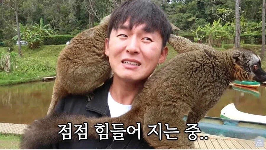 사람이 많이 익숙한 원숭이들_11.webp