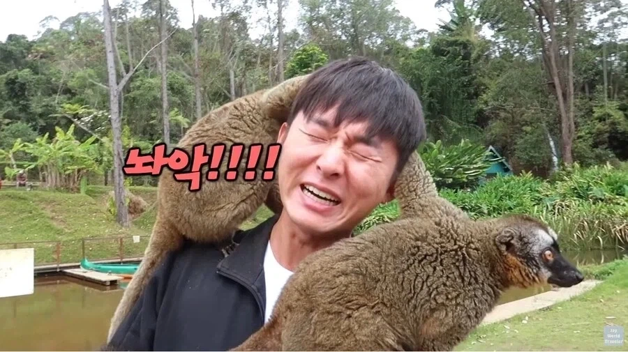 사람이 많이 익숙한 원숭이들_13.webp