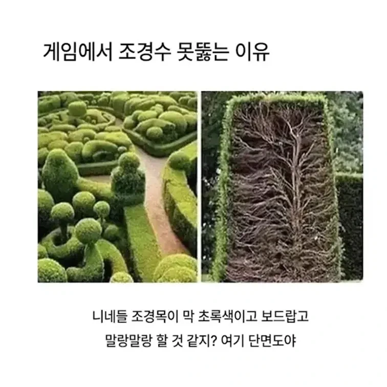 게임에서 조경수 못 뚫는 이유.jpg_1.webp