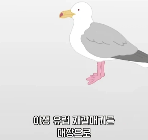 트럭이나 화물차 뒤에 눈알 스티커를 붙이는 이유.jpg_8.webp