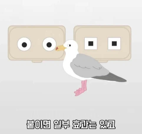 트럭이나 화물차 뒤에 눈알 스티커를 붙이는 이유.jpg_20.webp