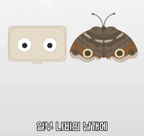 트럭이나 화물차 뒤에 눈알 스티커를 붙이는 이유.jpg_22.webp