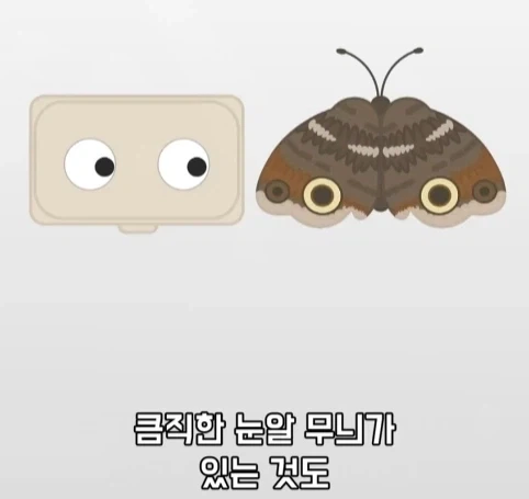 트럭이나 화물차 뒤에 눈알 스티커를 붙이는 이유.jpg_23.webp