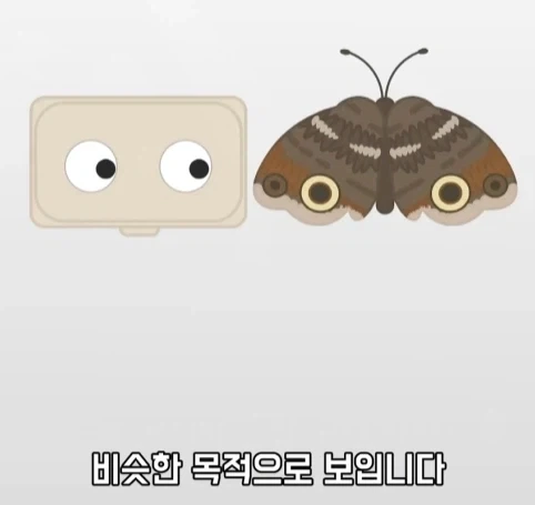 트럭이나 화물차 뒤에 눈알 스티커를 붙이는 이유.jpg_24.webp