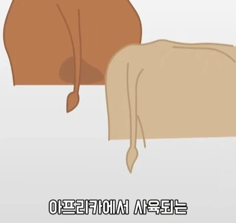트럭이나 화물차 뒤에 눈알 스티커를 붙이는 이유.jpg_27.webp