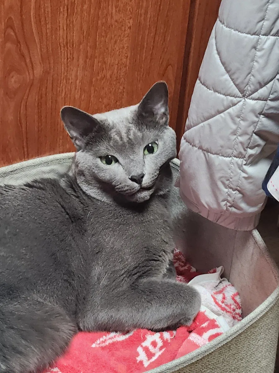 잘 자고 일어난 고양이_1.webp