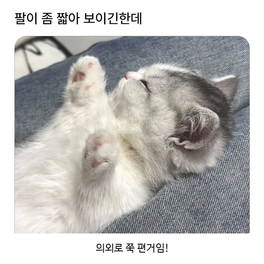 팔이 짧은 아깽이..._1.webp