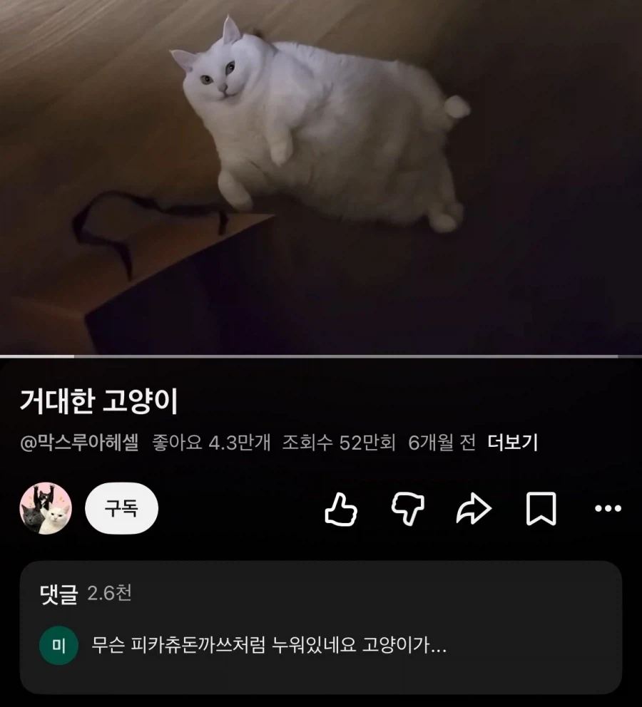 피카츄 돈까스 처럼 누워있는 고양이_1.webp