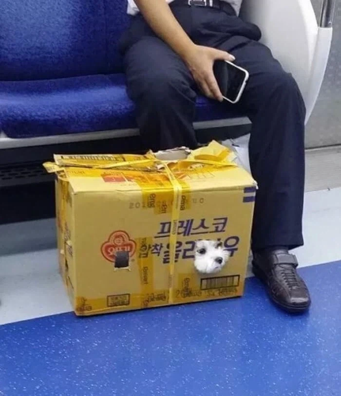아빠 지하철탈때는 애견가방 챙겨야돼_2.webp