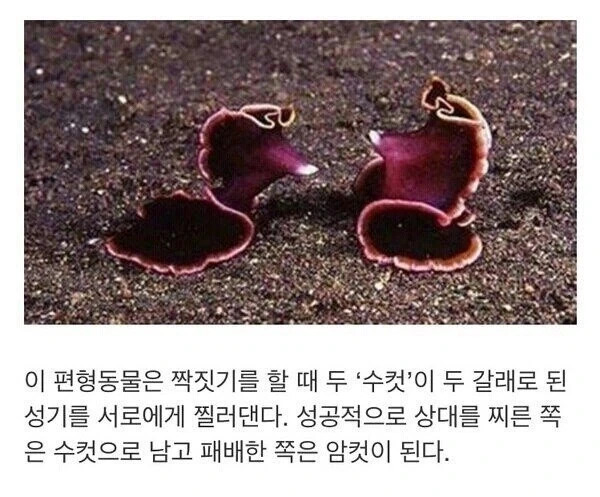 승부가 나지 않는 발기토.jpg_1.webp
