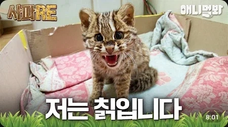 지상파 방송사도 쓰는 밈_1.webp