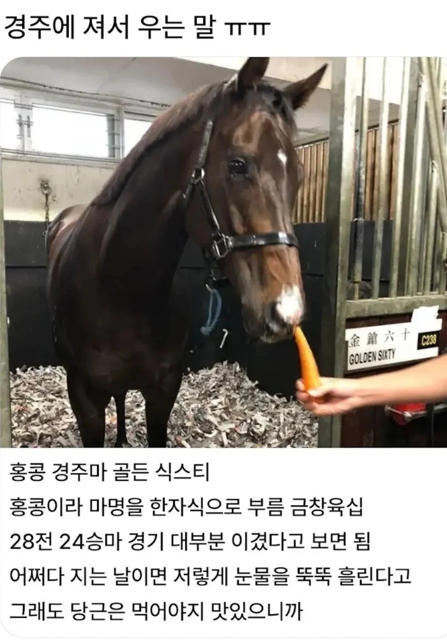 경마 경주에서 졌을때 자주 나온다는 말 반응 ㄷㄷ.jpg