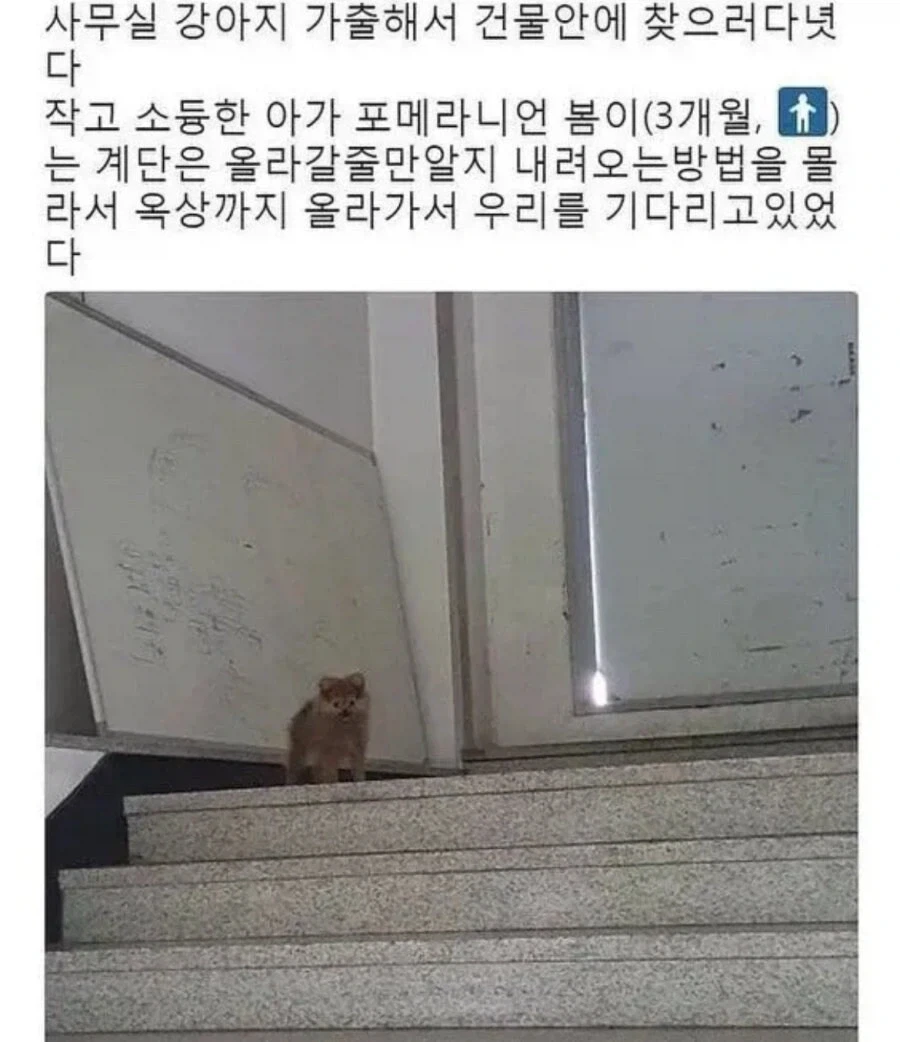 강아지가 가출했다_1.webp