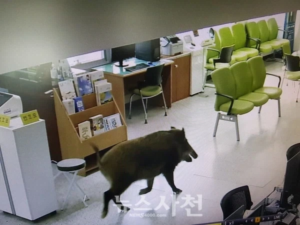 창구직원: 아 바빠죽겠는데 왠 돼지놈이 번호표도 안뽑고 ㅈ1랄이야_1.webp