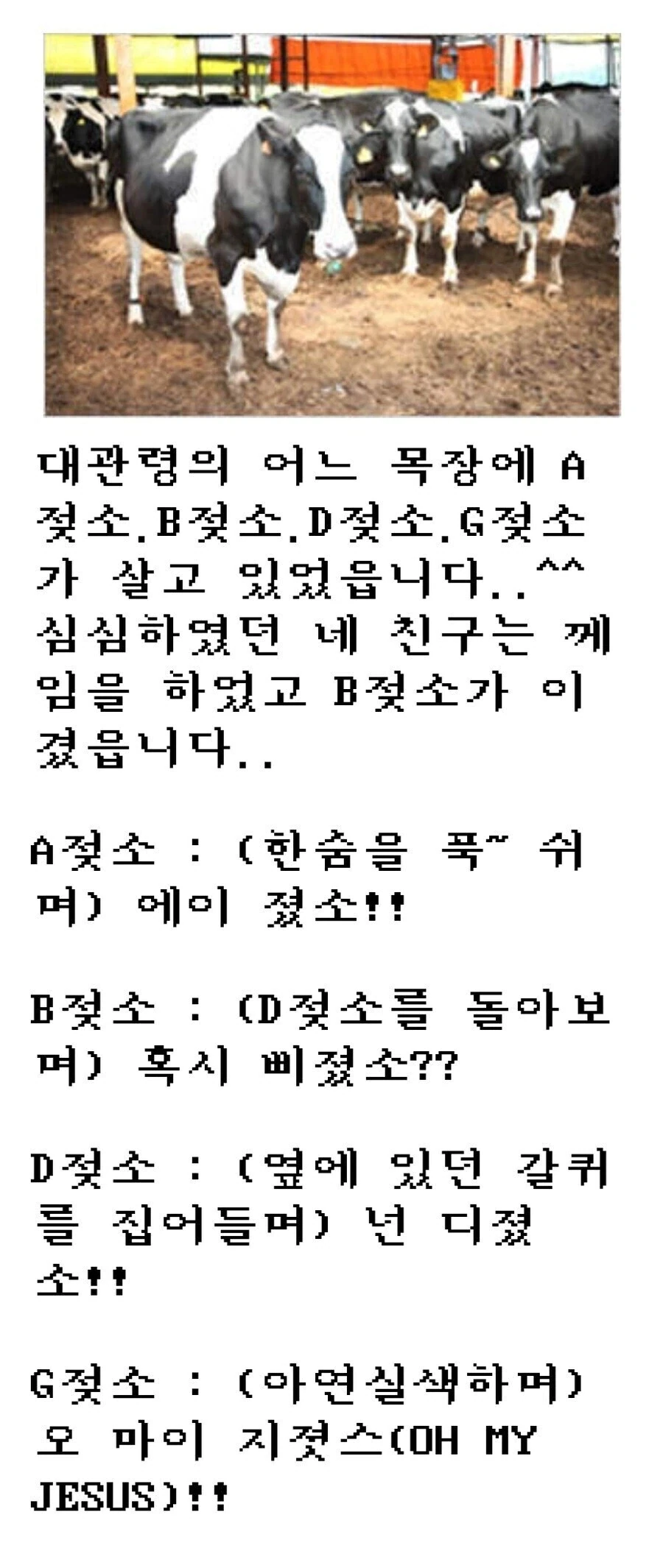 배꼽,,,,빠지는,,,,,,,젖소,,,,,유모어,,,,,,,,,^^_1.webp