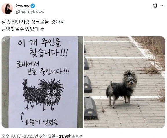강아지 실종 포스터 그림과 싱크로율이 엄청난 강아지_1.webp