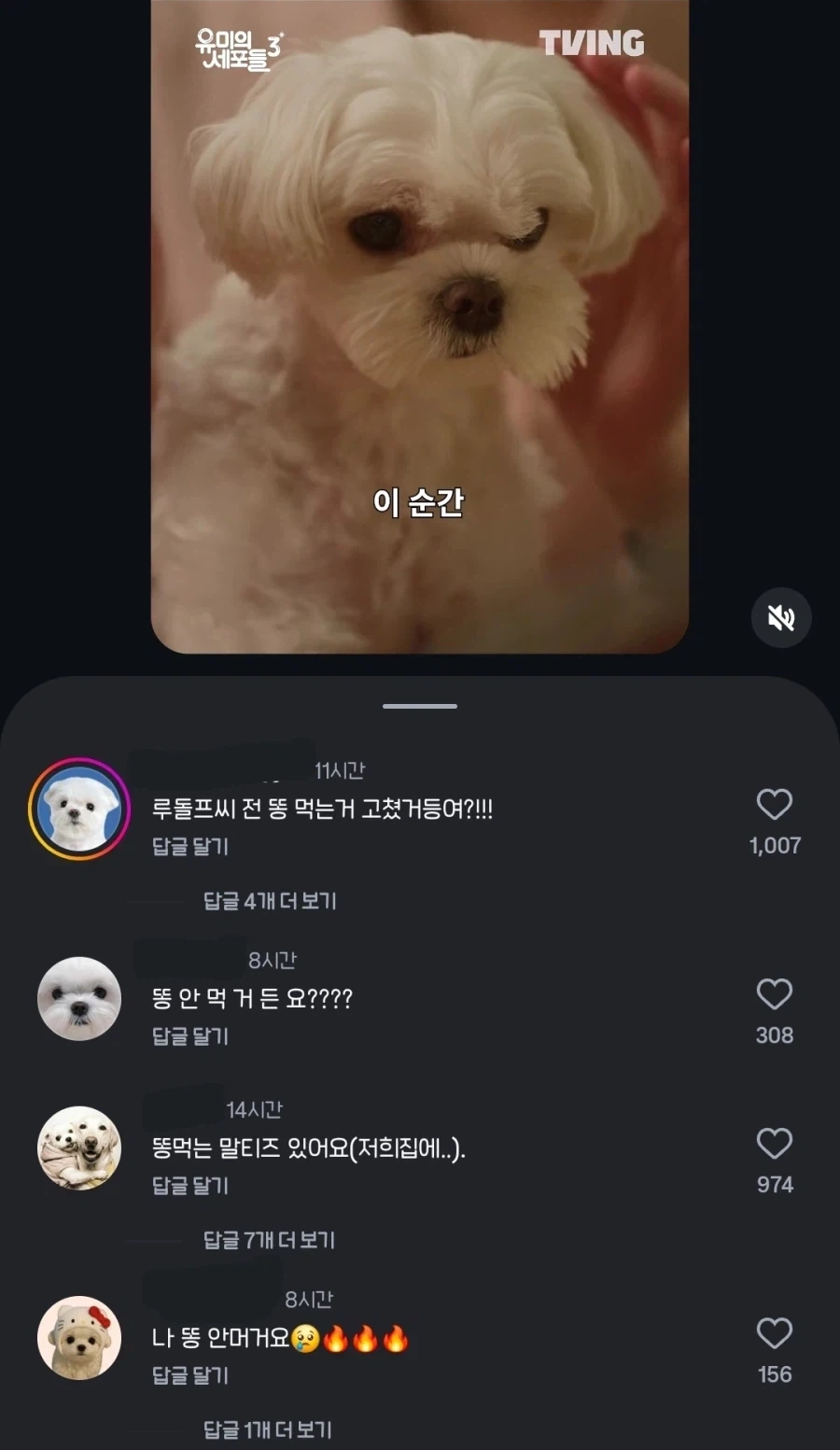말티즈 견주들 개빡치는 짤.jpg_4.webp