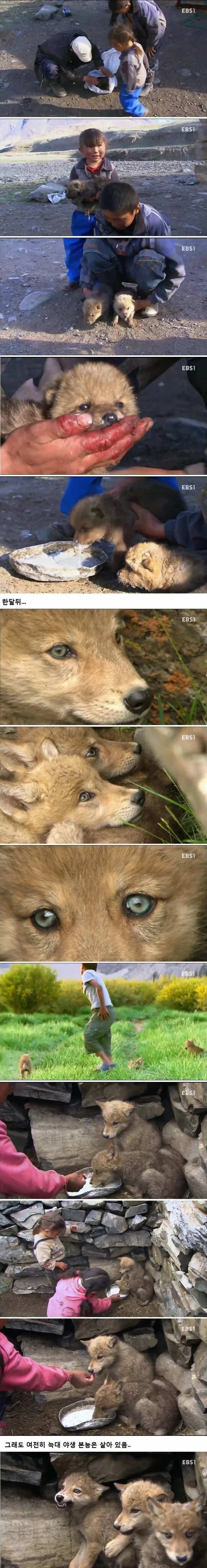 몽골 유목민과 늑대새끼들_2.webp