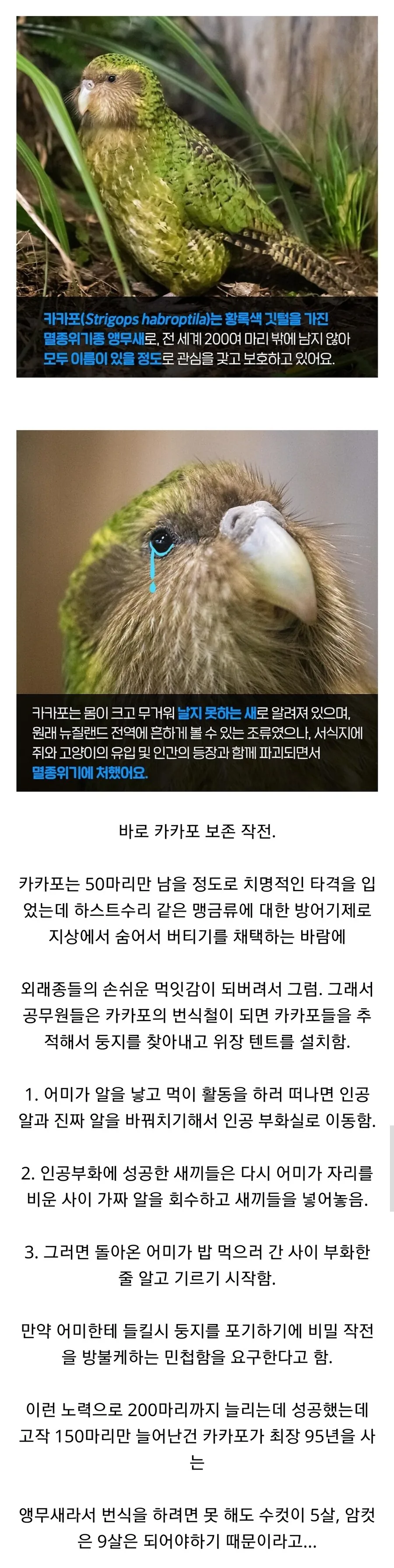 뉴질랜드 공무원들의 작전명