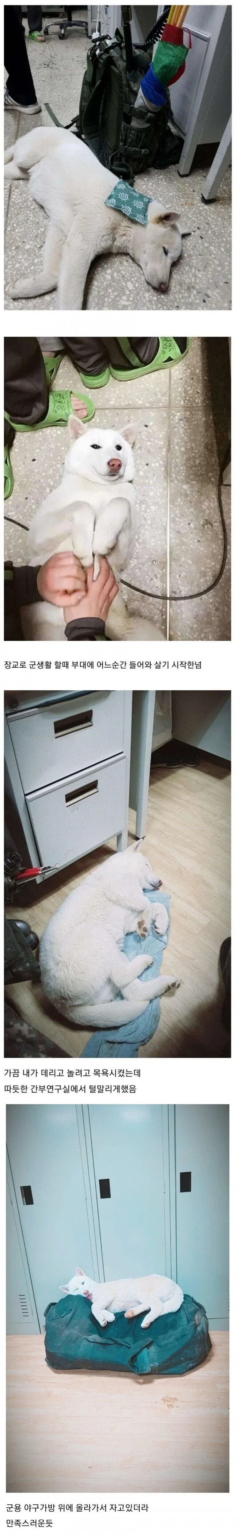 부대에 나타난 댕댕이_1.webp