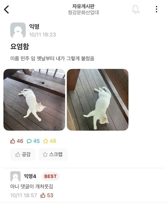 대학교 고양이 이름이 민주크레토스봉팔이 된 이유.eta_1.webp