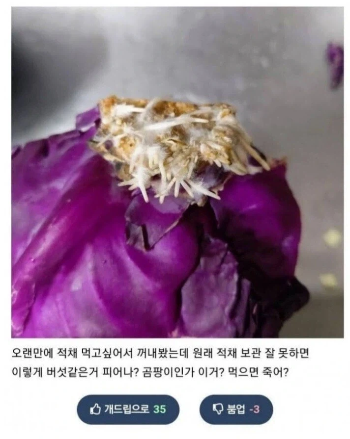 곰팡이 난 음식 씻으면 괜찮죠?_2.webp