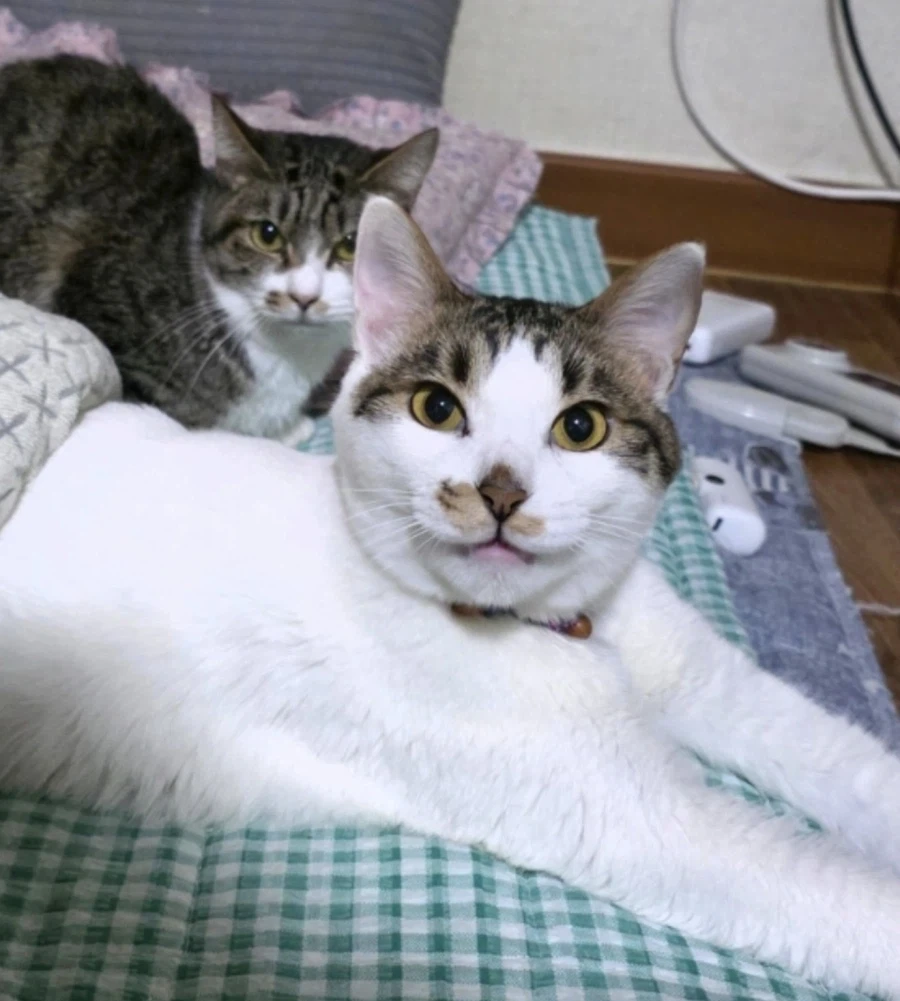 모든 고양이를 다 점토인형으로 만들어줘.jpg_2.webp