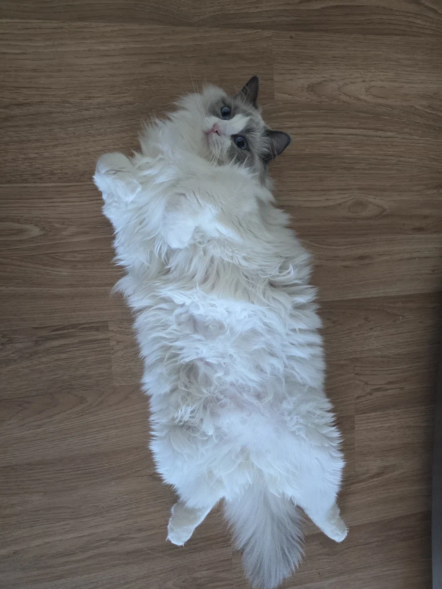우리집 고양이 보고가!_1.webp