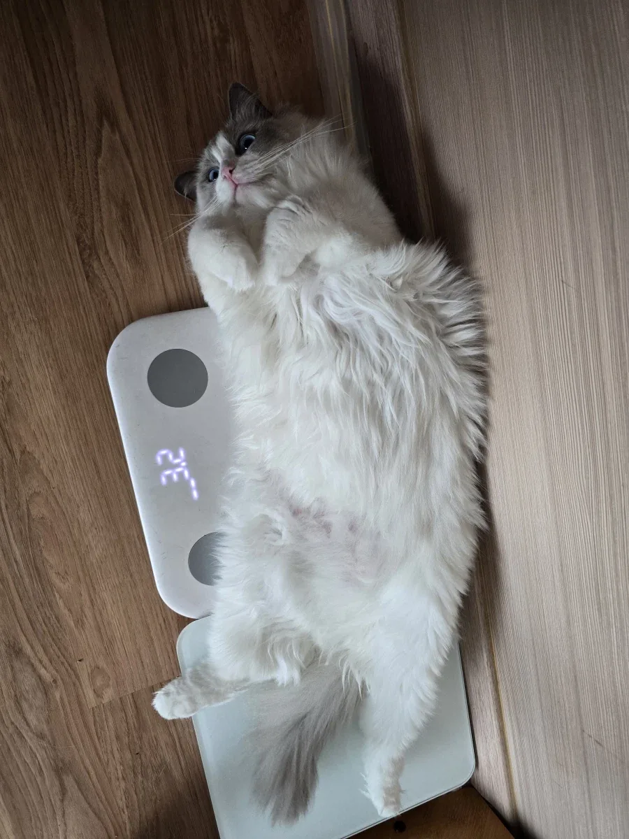 우리집 고양이 보고가!_2.webp