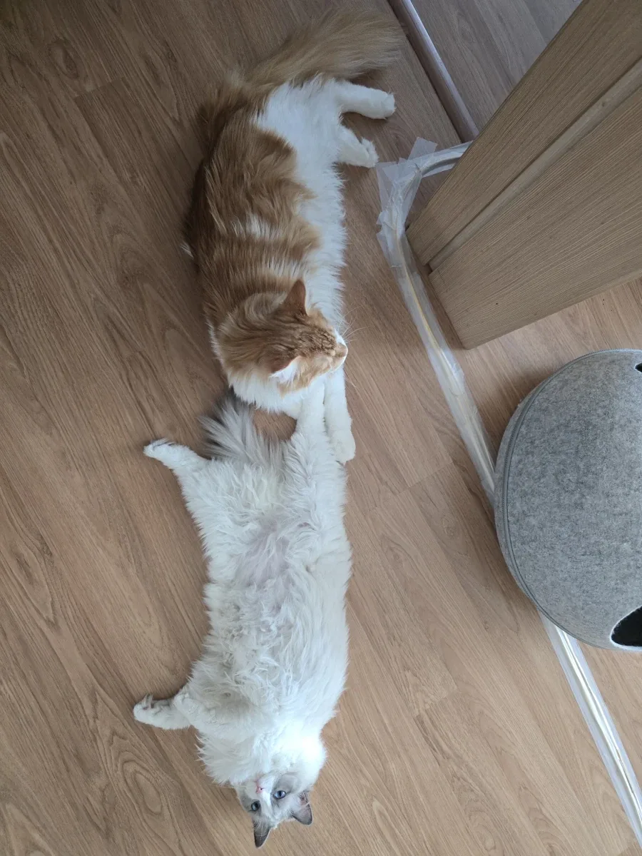 우리집 고양이 보고가!_3.webp