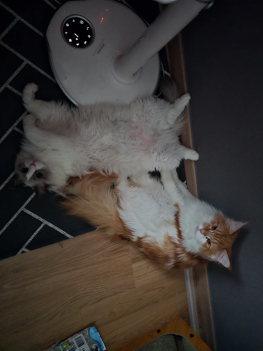 우리집 고양이 보고가!_4.webp