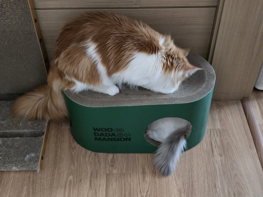 우리집 고양이 보고가!_5.webp