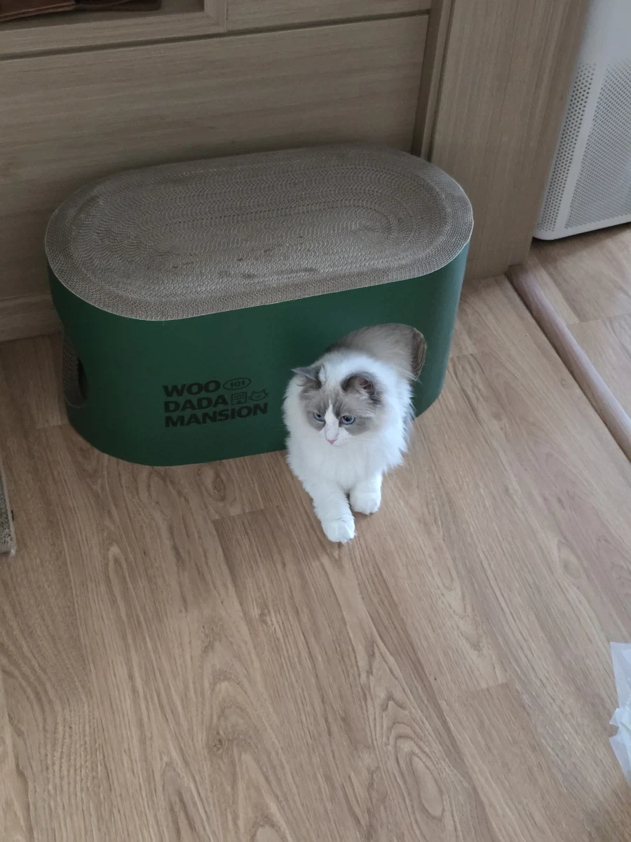 우리집 고양이 보고가!_6.webp