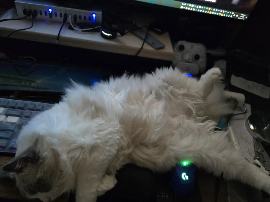 우리집 고양이 보고가!_7.webp
