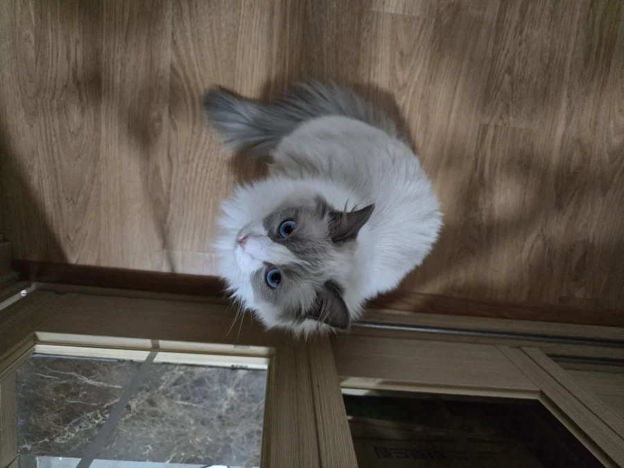 우리집 고양이 보고가!_8.webp