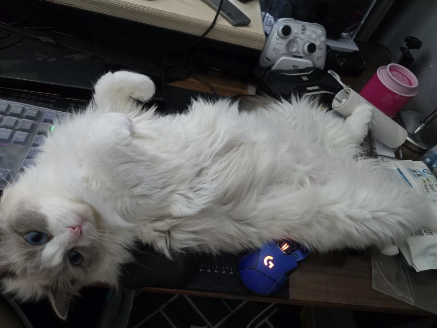 우리집 고양이 보고가!_9.webp
