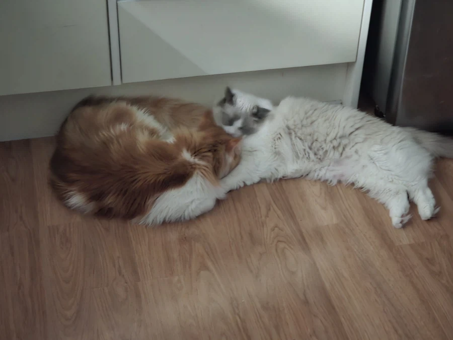 우리집 고양이 보고가!_10.webp