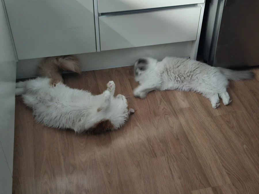 우리집 고양이 보고가!_11.webp