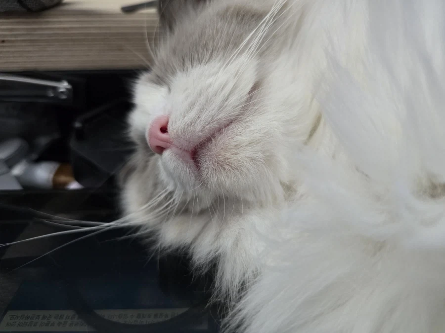 우리집 고양이 보고가!_12.webp