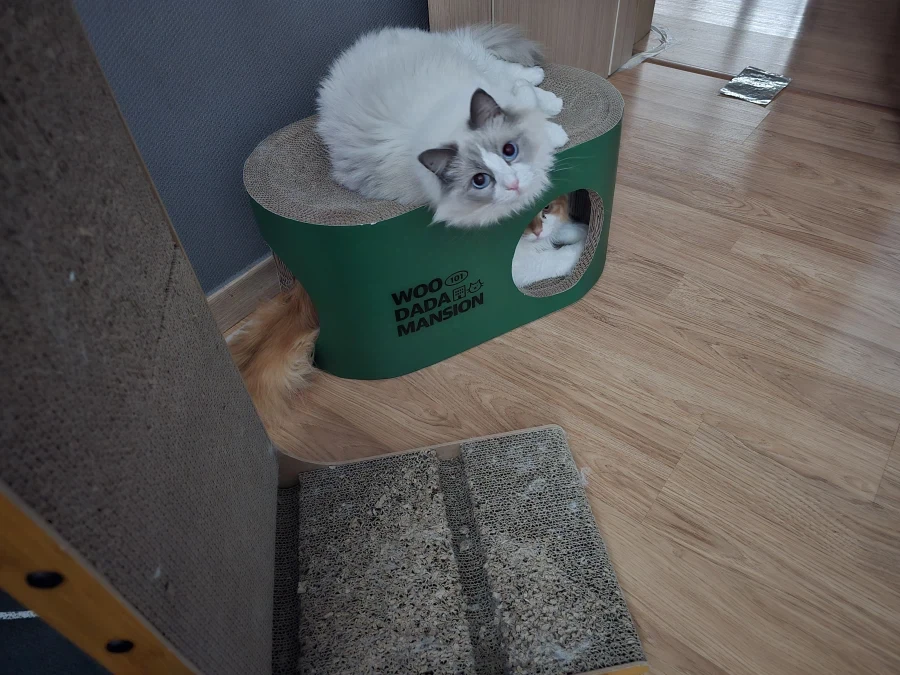 우리집 고양이 보고가!_13.webp