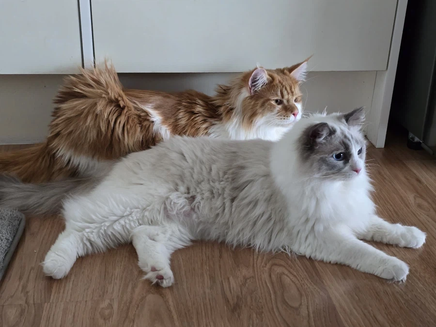우리집 고양이 보고가!_14.webp