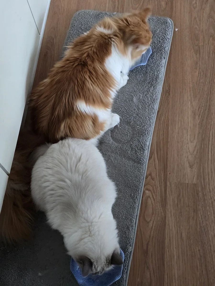 우리집 고양이 보고가!_15.webp