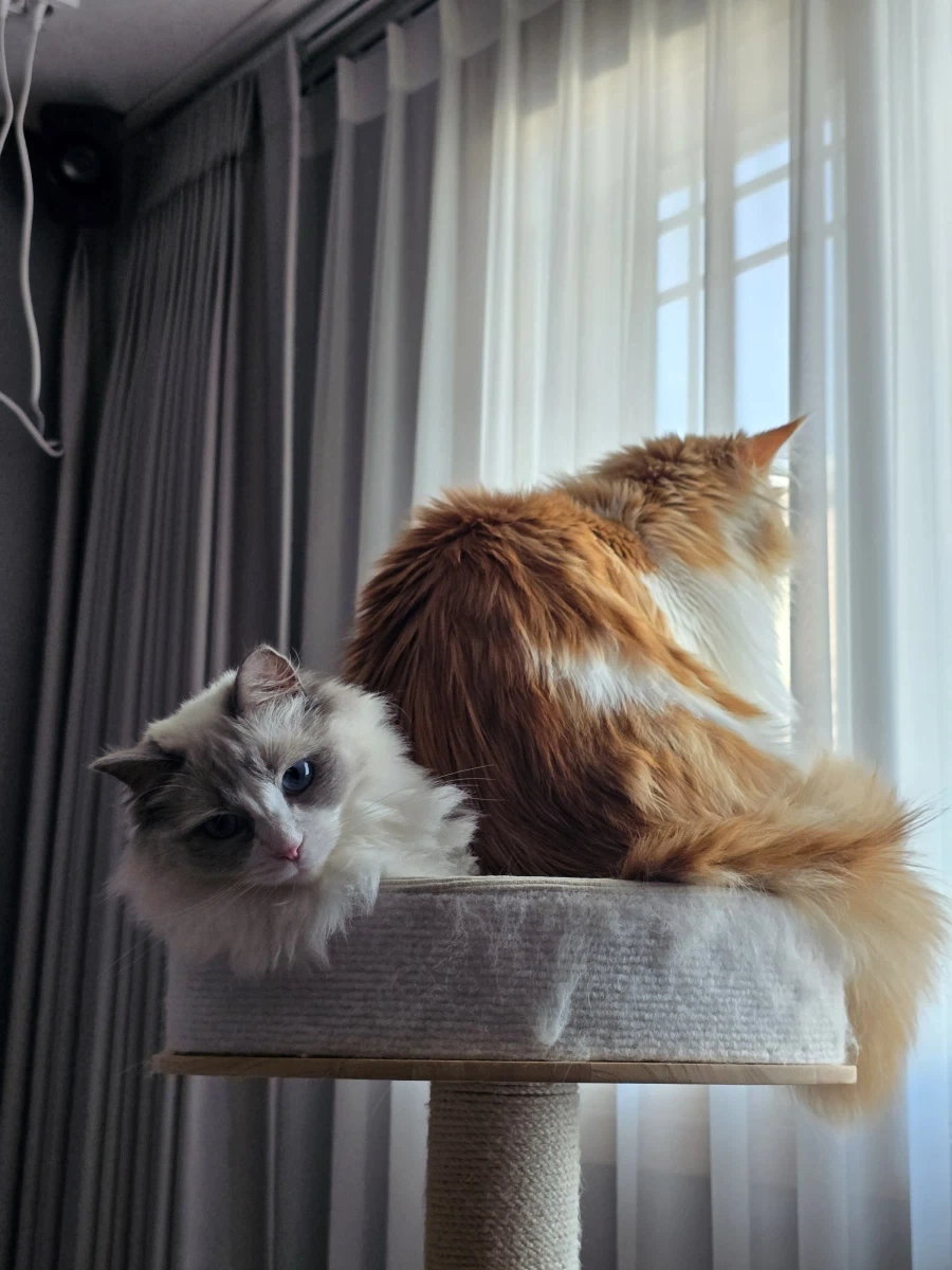 우리집 고양이 보고가!_16.webp