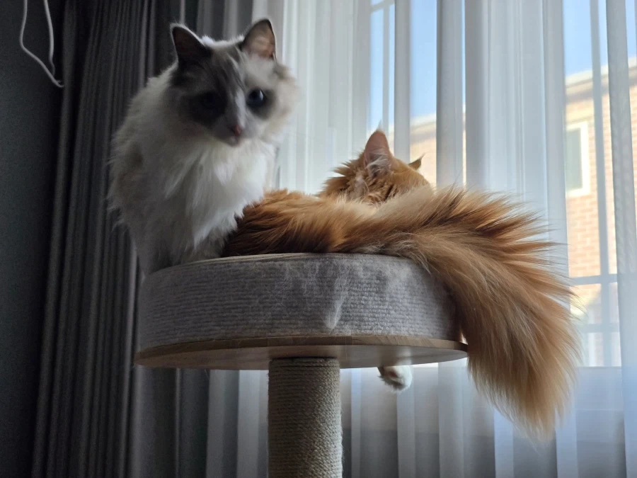 우리집 고양이 보고가!_17.webp