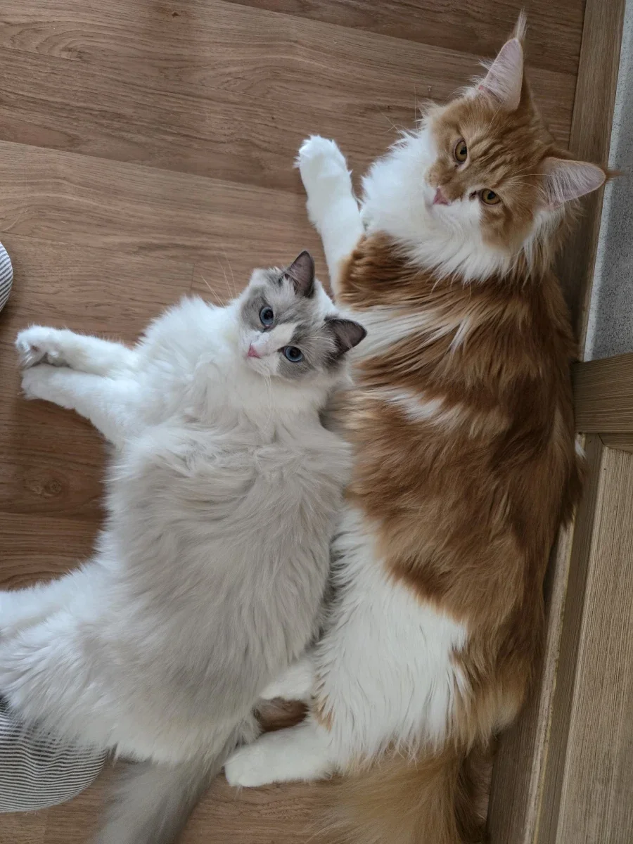 우리집 고양이 보고가!_18.webp