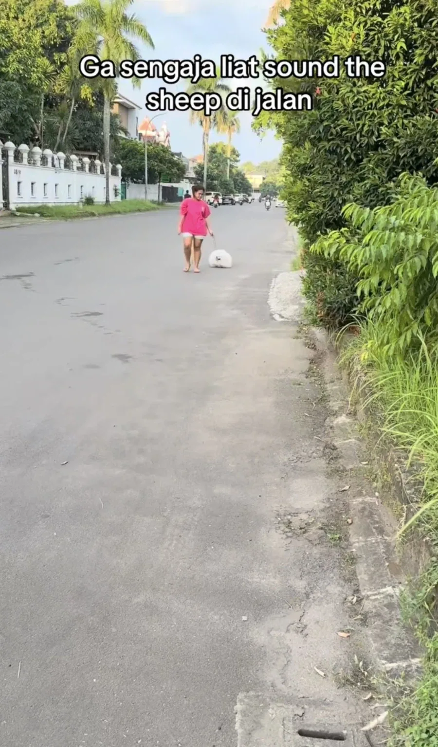 시추 털 안자르면 생기는 일_1.webp