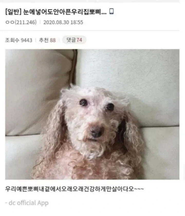 눈에넣어도안아픈우리집뽀삐.JPG_1.webp