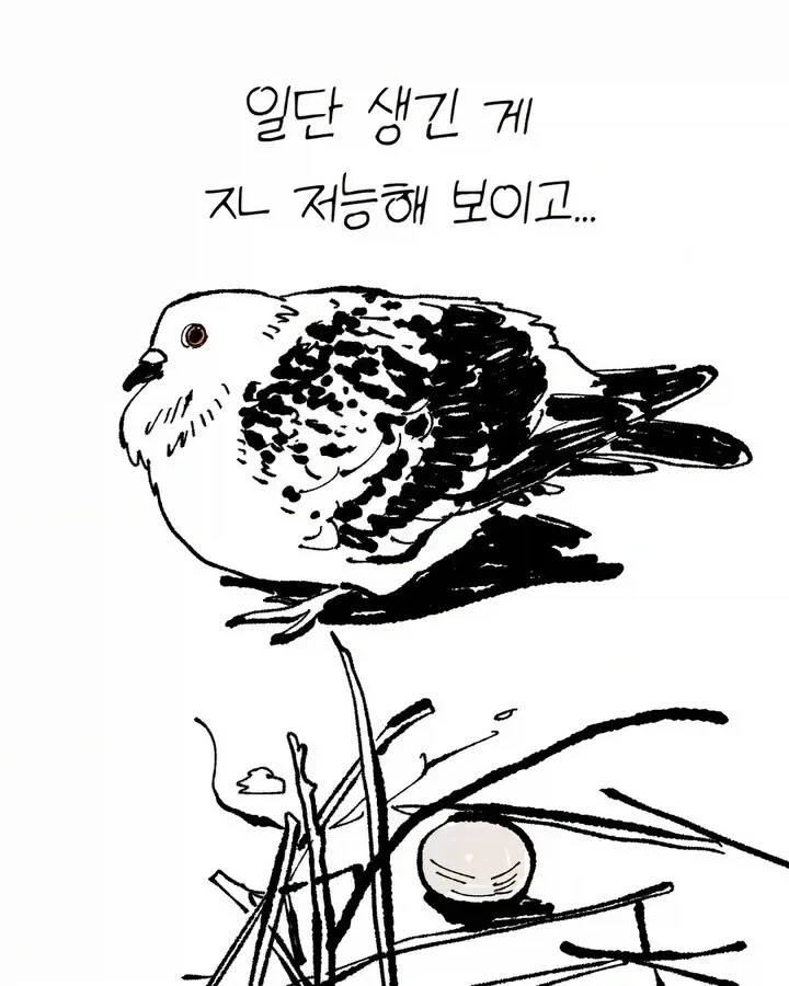 비둘기가 너무 귀여운 만화_3.webp