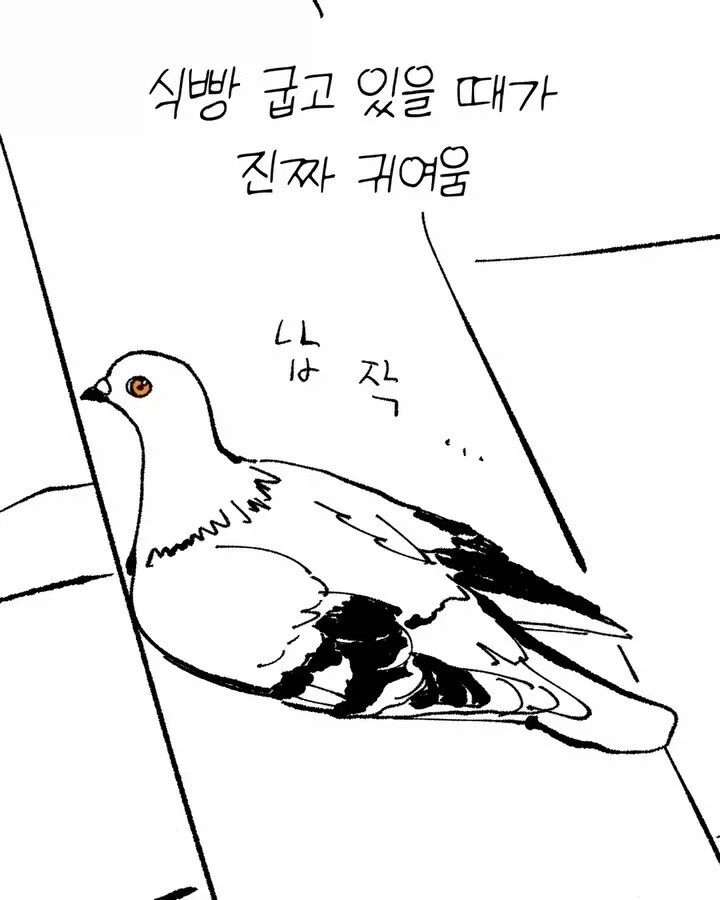 비둘기가 너무 귀여운 만화_4.webp