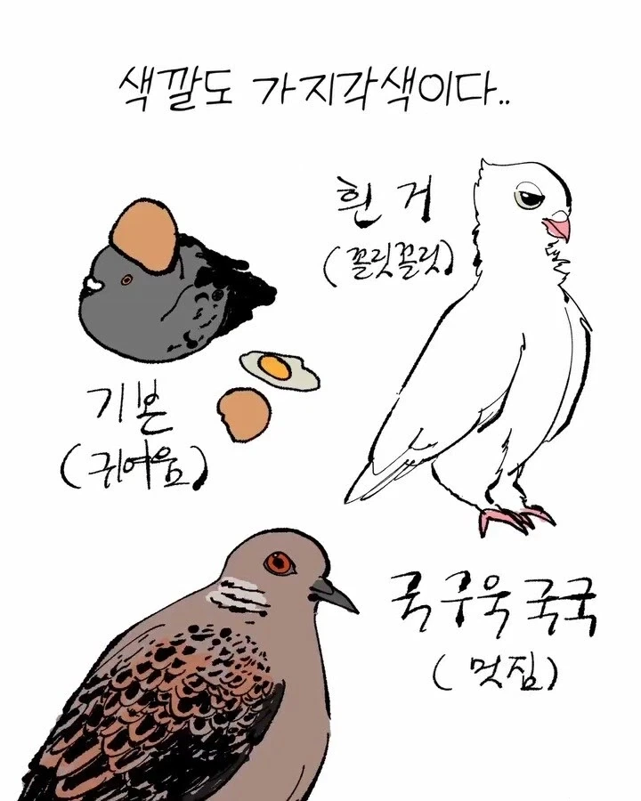 비둘기가 너무 귀여운 만화_5.webp